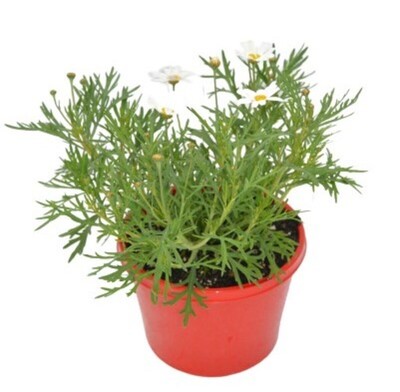 Argyranthemum - Summit White 150mm Pot (VN)