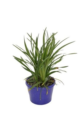 Liriope - Evergreen Giant 150mm Pot (VN)