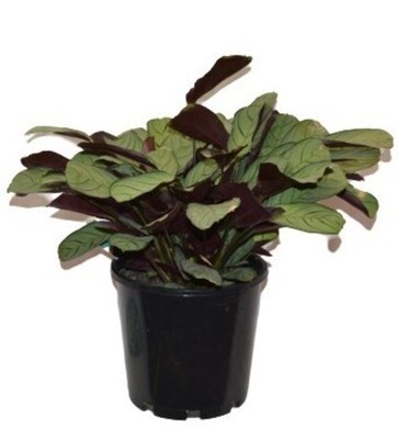 Ctenanthe - Grey Star 200mm Pot (VN)