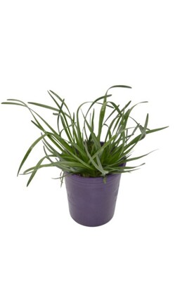 Allium - Pink Pepper 140mm Pot