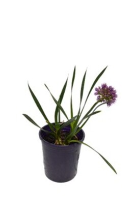 Allium - Millenium 140mm Pot