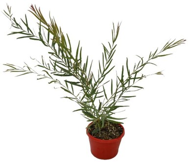 Acacia - Flinders Range Wattle 150mm Pot (VN)