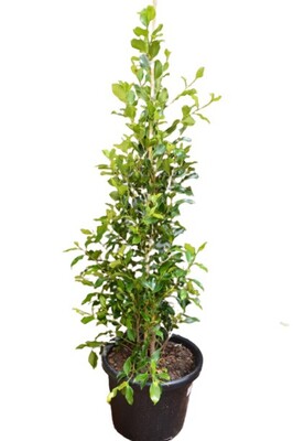 Ficus - Hillii Flash 400mm Pot