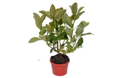Viburnum - Emerald Lustre 150mm Pot (VN)