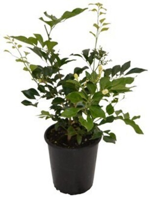 Murraya - Min a Min 150mm Pot (VN)