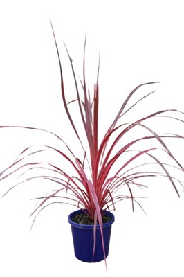 Cordyline - Salsa 150mm Pot