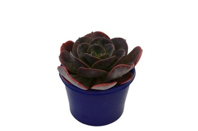 Echeveria - Blue Metal 150mm Pot (VN)