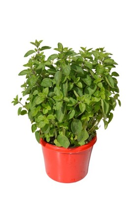 Oregano - Greek 115mm Pot (VN)