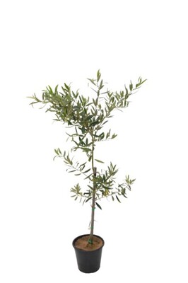 Olive - Kalamata Jumbo 200mm Pot*