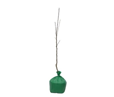Pear - Josephine - Wrapped Bag