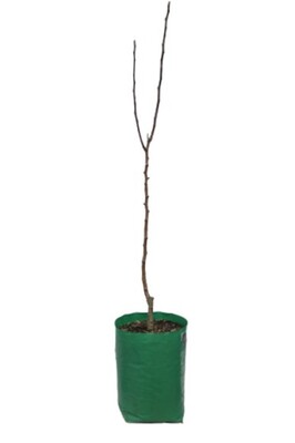 Apricot - Moorpark Dwarf - 230mm Bagged*