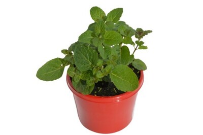 Mint - Apple 115mm Pot (VN)