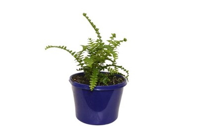 Nephrolepis - Emerald Queen Fern 150mm Pot (VN)