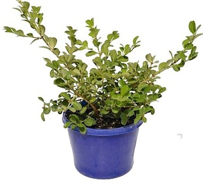 Buxus Japonica - Japanese Box 150mm Pot