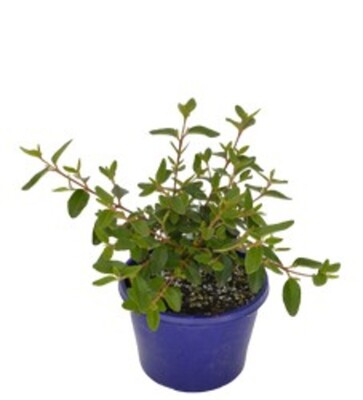 Correa - Dusky Bells 150mm Pot (VN)