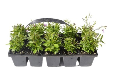 Lobelia - Riviera Rose 10 Pack