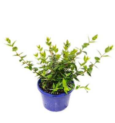 Abelia - Raspberry Profusion 150mm Pot (VN)