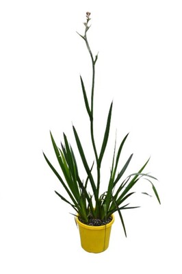 Anigozanthos Landscape Scarlet - Kangaroo Paw 200mm Pot (VN)