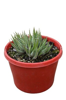 Haworthia - Zebra 150mm Pot