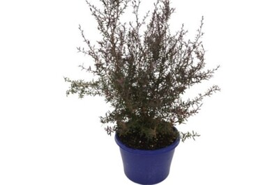 Leptospermum Nanum Rubrum - Dwarf Red Tea Tree 150mm Pot (VN)