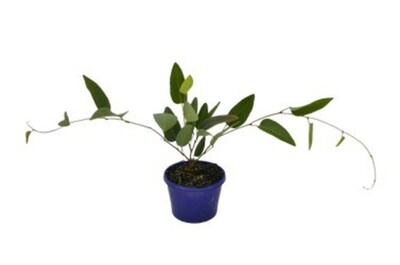 Hardenbergia - Free & Easy 140mm Pot
