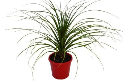 Pony Tail Palm 200mm Pot