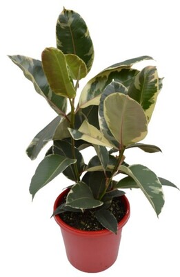 Ficus elastica - Tineke 250mm Pot