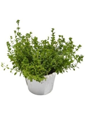Bacopa - Scopia Gulliver Violet 150mm Pot (VN)