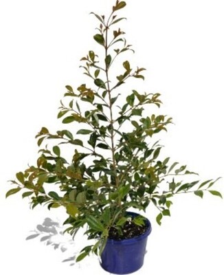 Syzygium - Resilience 150mm Pot (VN)