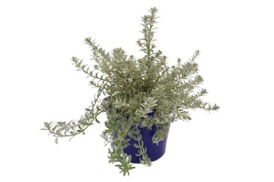 Westringia - Smokie 150mm Pot (VN)