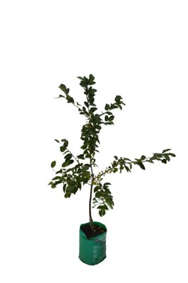 Malus - Sargentii - 230mm Bagged