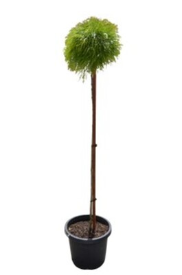 Acacia - Limelight Standard 300mm Pot