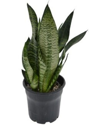 Sansevieria Superba - Mother-in-laws Tongue 200mm Pot (VN)
