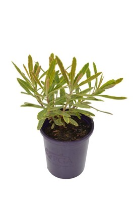 Euphorbia - Ascot Rainbow 140mm Pot