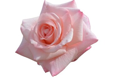 Rose 3ft Standard - Bridal Pink 250mm Pot (VN)