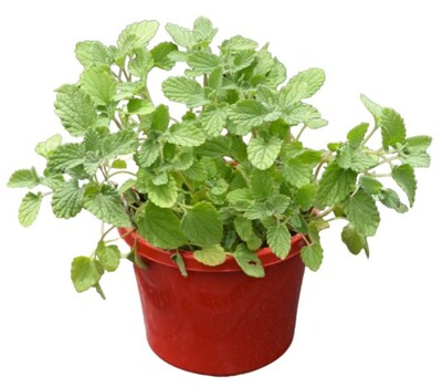 Nepeta - Catmint 115mm Pot