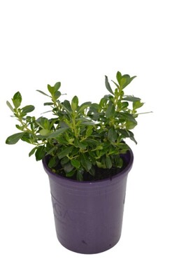 Escallonia - Hedge with an Edge White 140mm Pot